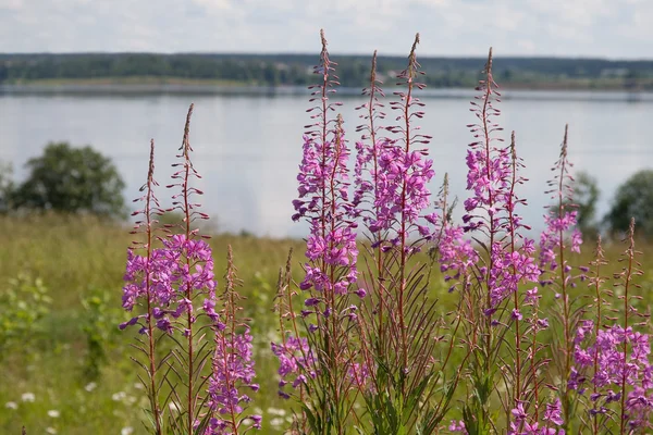 stock image Summer landscape