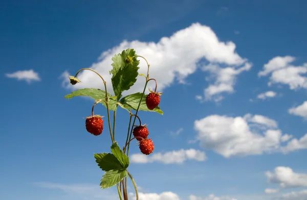 Färska jordgubbar på himlen — Stockfoto