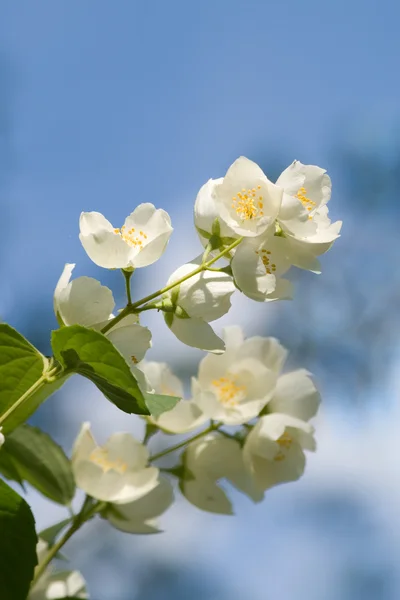 Жасмин квіти — стокове фото