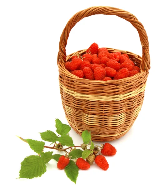 Raspberry in wicker basket — Stock Photo, Image