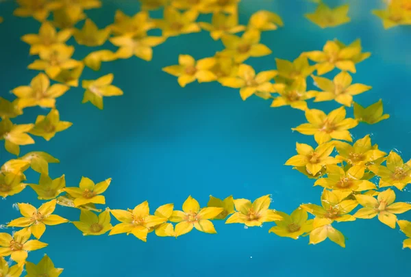 黄色的花朵在水中 — 图库照片