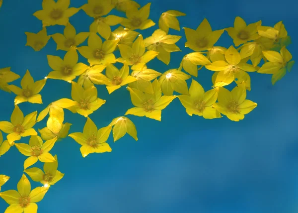 Gele bloemen in water — Stockfoto
