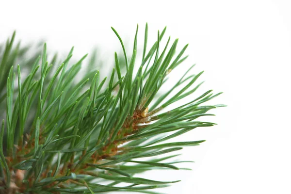 stock image Pine branch closeup