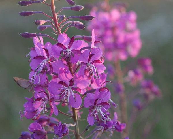 stock image Pink flower