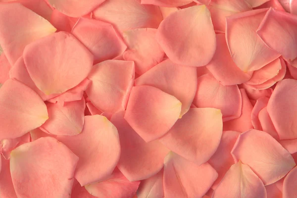 Rose petals background — Stock Photo, Image