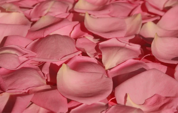 Pozadí okvětních lístků růží — Stock fotografie
