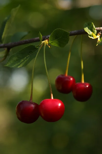 Cherries on a brunch — Stock Photo, Image