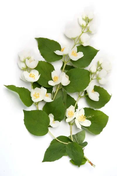 Λευκά λουλούδια Φωτογραφία Αρχείου