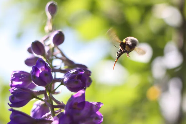 Μέλισσα επίθεση Royalty Free Εικόνες Αρχείου