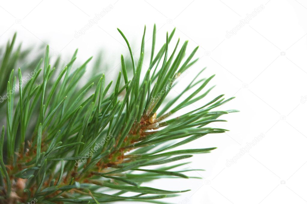 Pine branch closeup