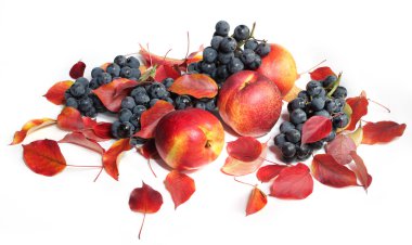 Autumn still life clipart