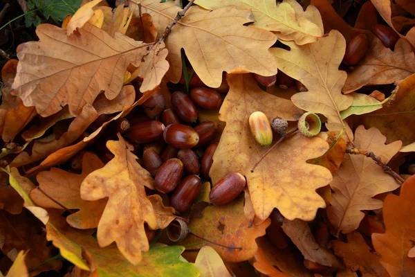 Sfondo autunno — Foto Stock