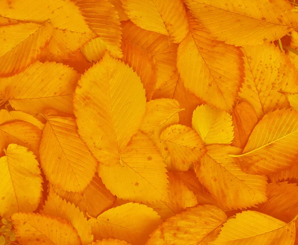 Yellow leaves background — Stock Photo, Image
