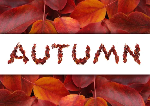 Autumn SALE — Stock Photo, Image