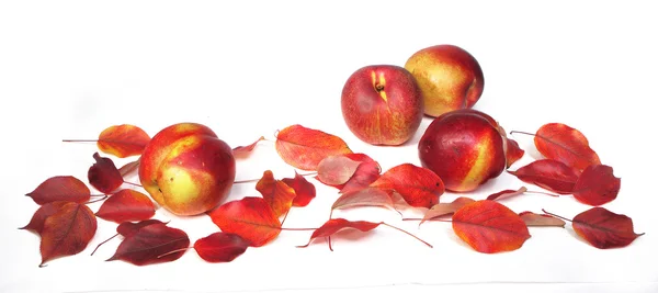 Fruts와 잎 — 스톡 사진
