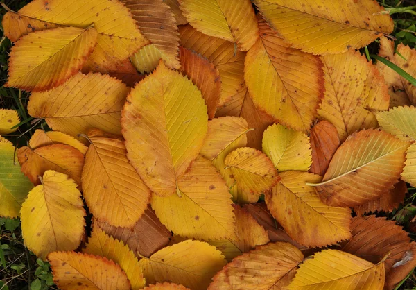 Fondo de hojas amarillas Imagen De Stock