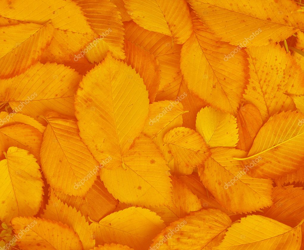 Yellow leaves background — Stock Photo © vvvera 1417515