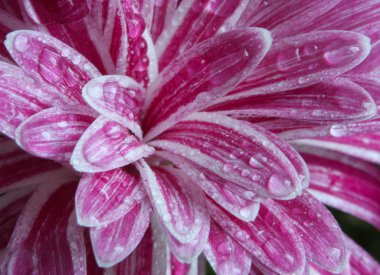 Hrysanthemum flower closeup clipart