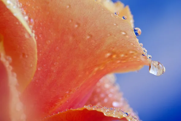Roos bloemblad achtergrond — Stockfoto