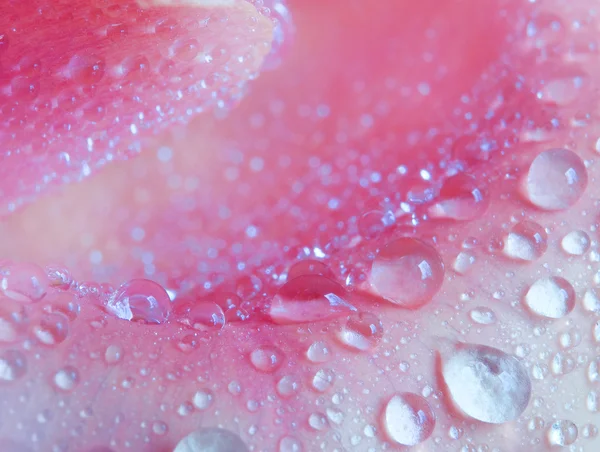 Pétala de rosa de perto — Fotografia de Stock