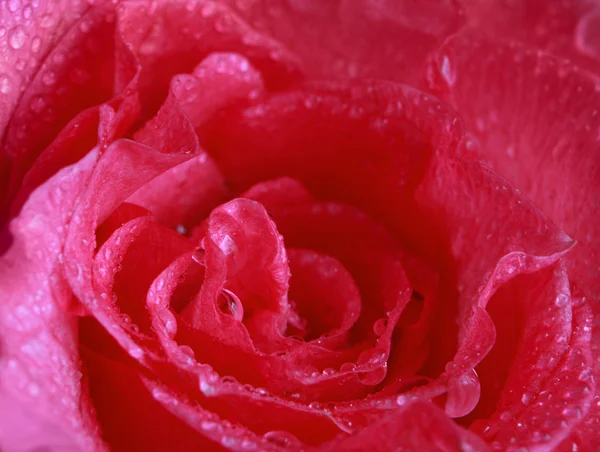 玫瑰背景 — 图库照片