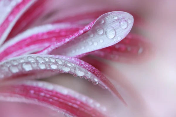 Hrysanthemum 꽃 근접 촬영 — 스톡 사진