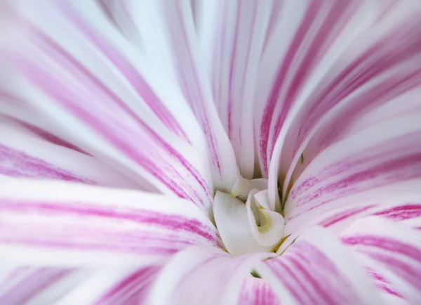 Hrysanthemum çiçek portre — Stok fotoğraf