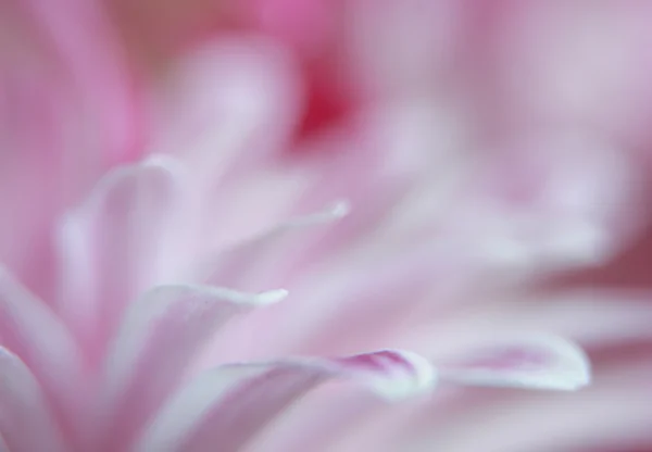 Крупный план цветка хризантемы — стоковое фото