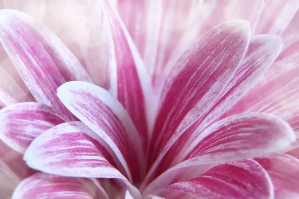 Крупный план цветка хризантемы — стоковое фото