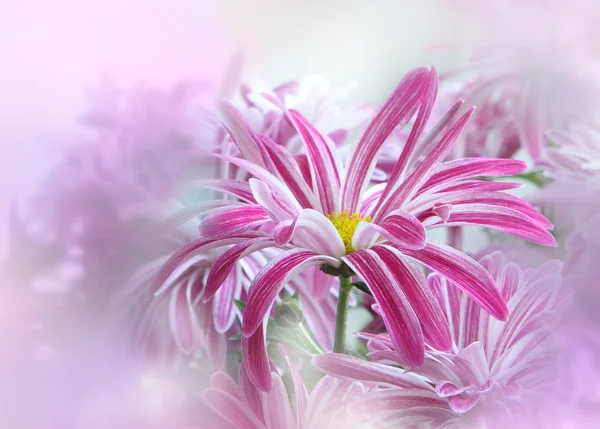 ChrisAnthemum çiçek — Stok fotoğraf