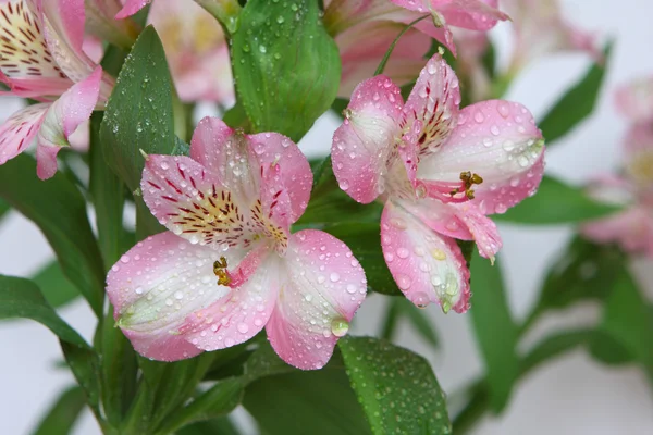 Рожеві квіти Ліцензійні Стокові Фото