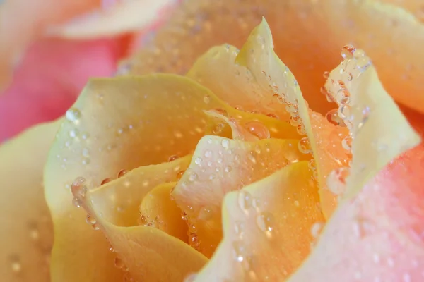 Rose background Stock Image