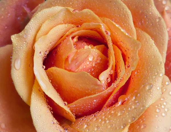 Róża w tle Obraz Stockowy