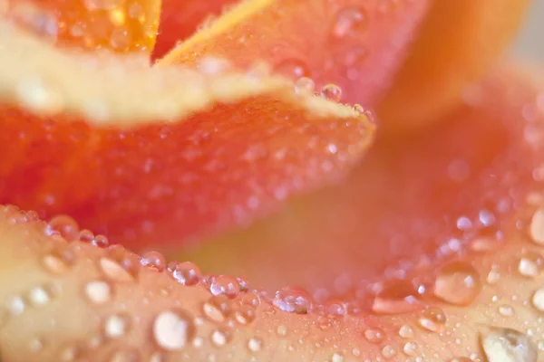 Rose petal close up Stock Picture