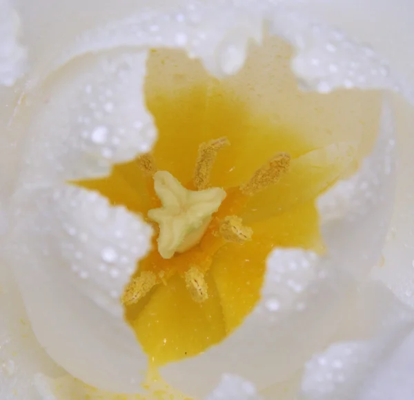 Witte bloem Rechtenvrije Stockfoto's