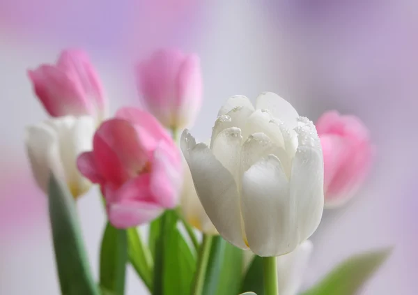 Tulip bouquet Stock Image