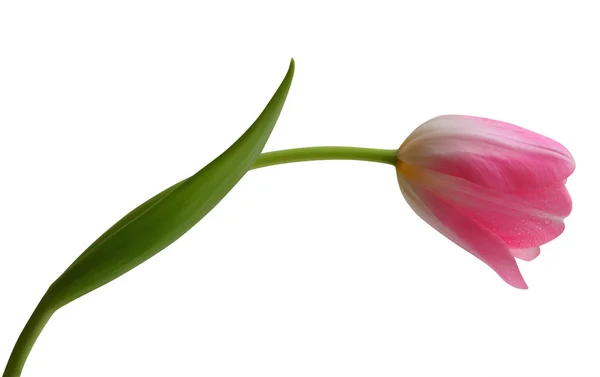 Tulipa Fotografia De Stock