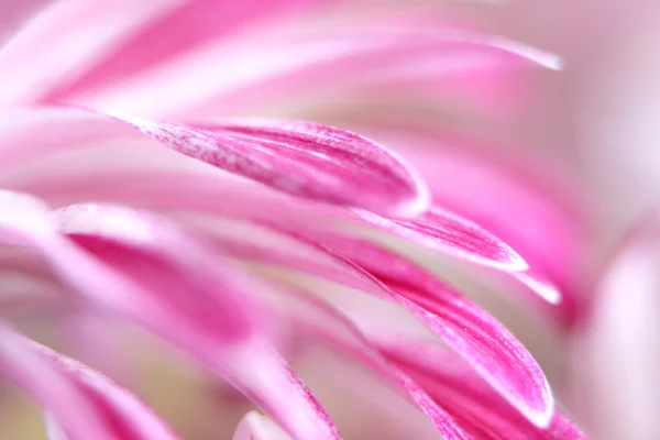 Hrysanthemum bloem close-up Rechtenvrije Stockfoto's