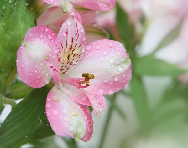 Gyönyörű rózsaszín virág Jogdíjmentes Stock Képek