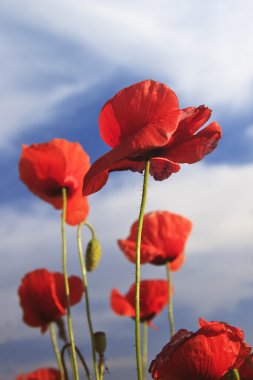 Red poppies clipart