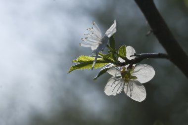 ilkbaharda çiçek açan elma ağacı dalı