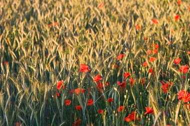 Poppy, mısır tarlası