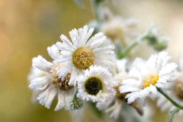 stock image Frost chamomiles