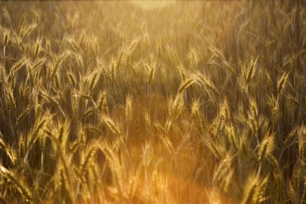 Campo de maíz soleado — Foto de Stock