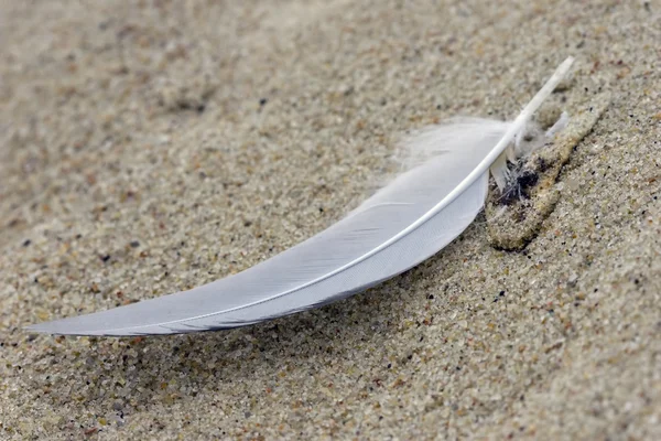 stock image White quill on sand