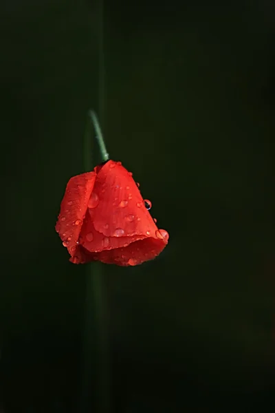 stock image Red poppy