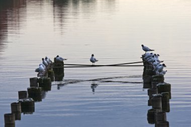 Orta yalnız martı