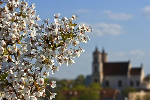 stock image Blooming cherry branch