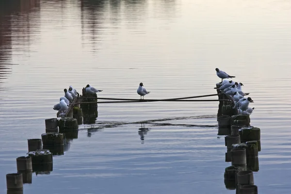 Alone gull in the middle — Stock Photo, Image