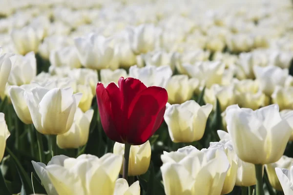 stock image Red tulip in white